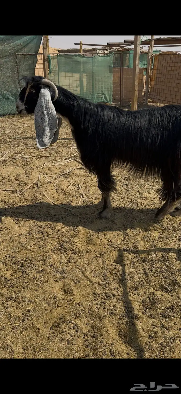 عنز عارضيه خصم 2