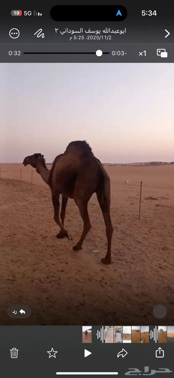 ناقه صفراء ضريبه ثنو 0