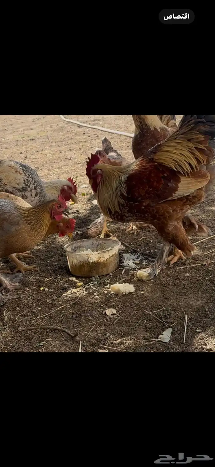 ثلاثة أزواج مهجن مع براهما فاخر من الآخر 21