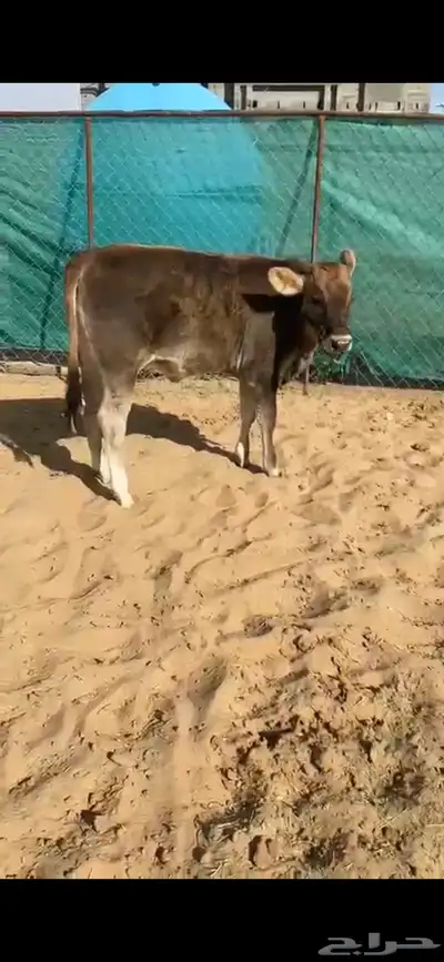 بقرة ألمانية مميزة مع عجلتها للبيع index