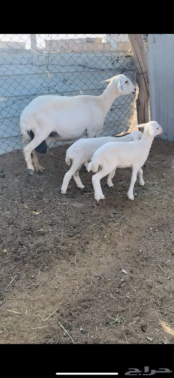 شاه تحتها رخلين سنها جامع شبب رايم وديدها سليم(( تم البيع)) 1