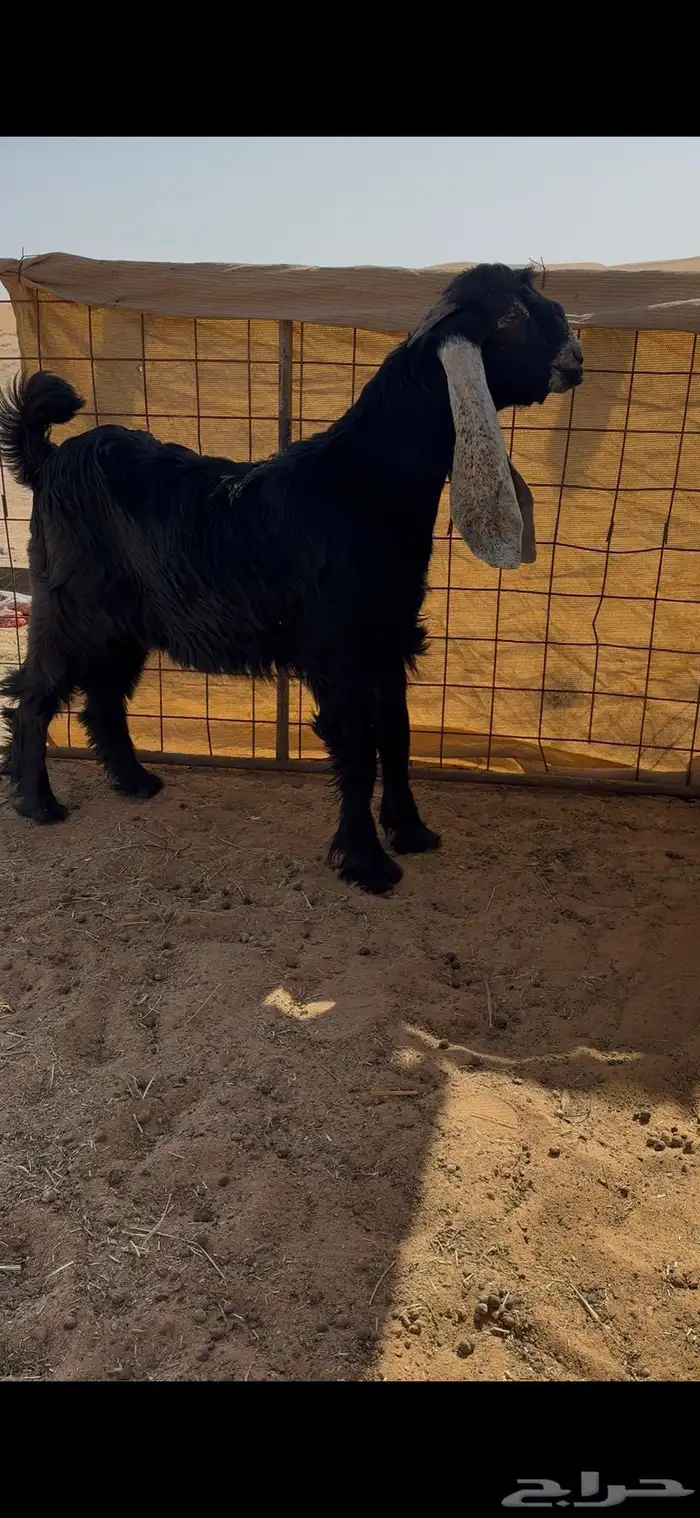 مشروع فحل عارضي تم البيع 1