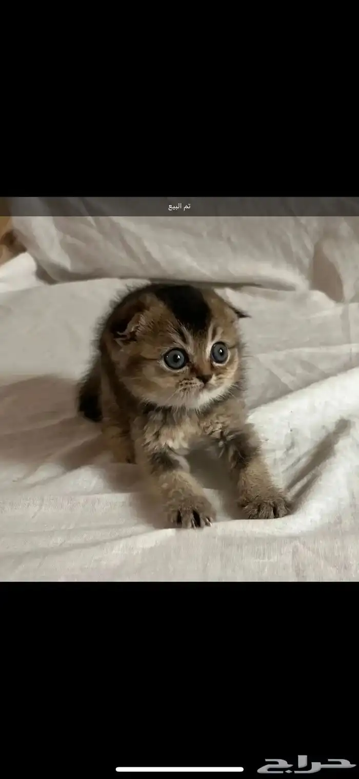 قطط كيتن سكوتش يوجد ذكور للتزاوج 2