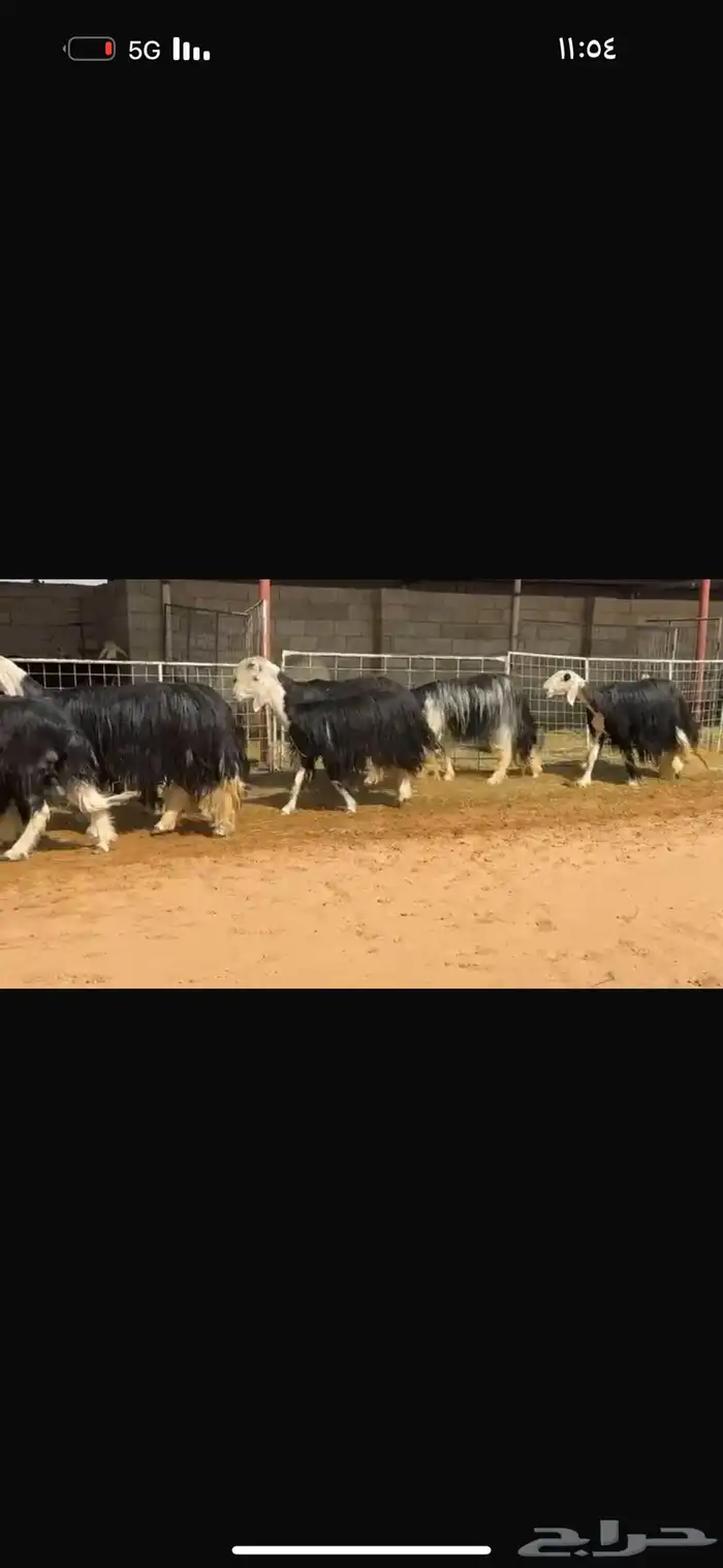 عرض بيع نجد فاخره 0