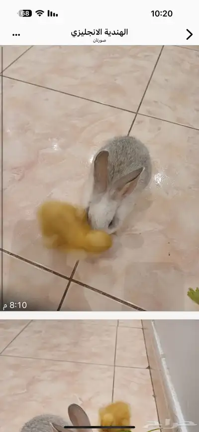 حيوانات أليفة index