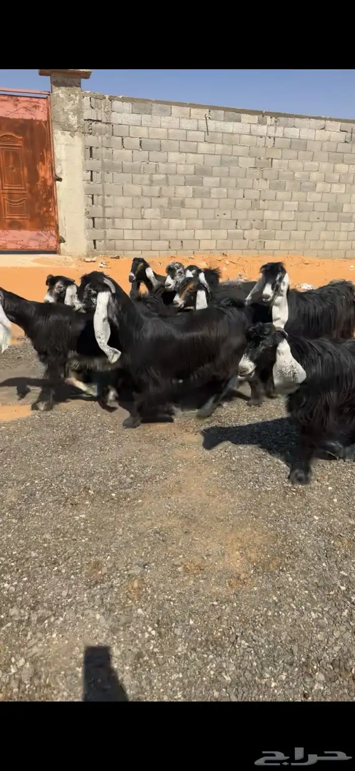 جفار عوارض صنف 0