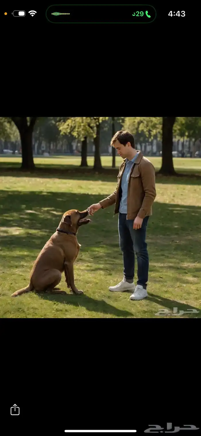 كلاب تدريب 0