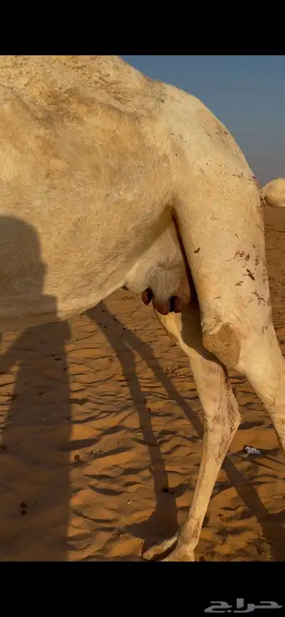 خلفة وضحاء مصغر تحتها قعود للبيع index