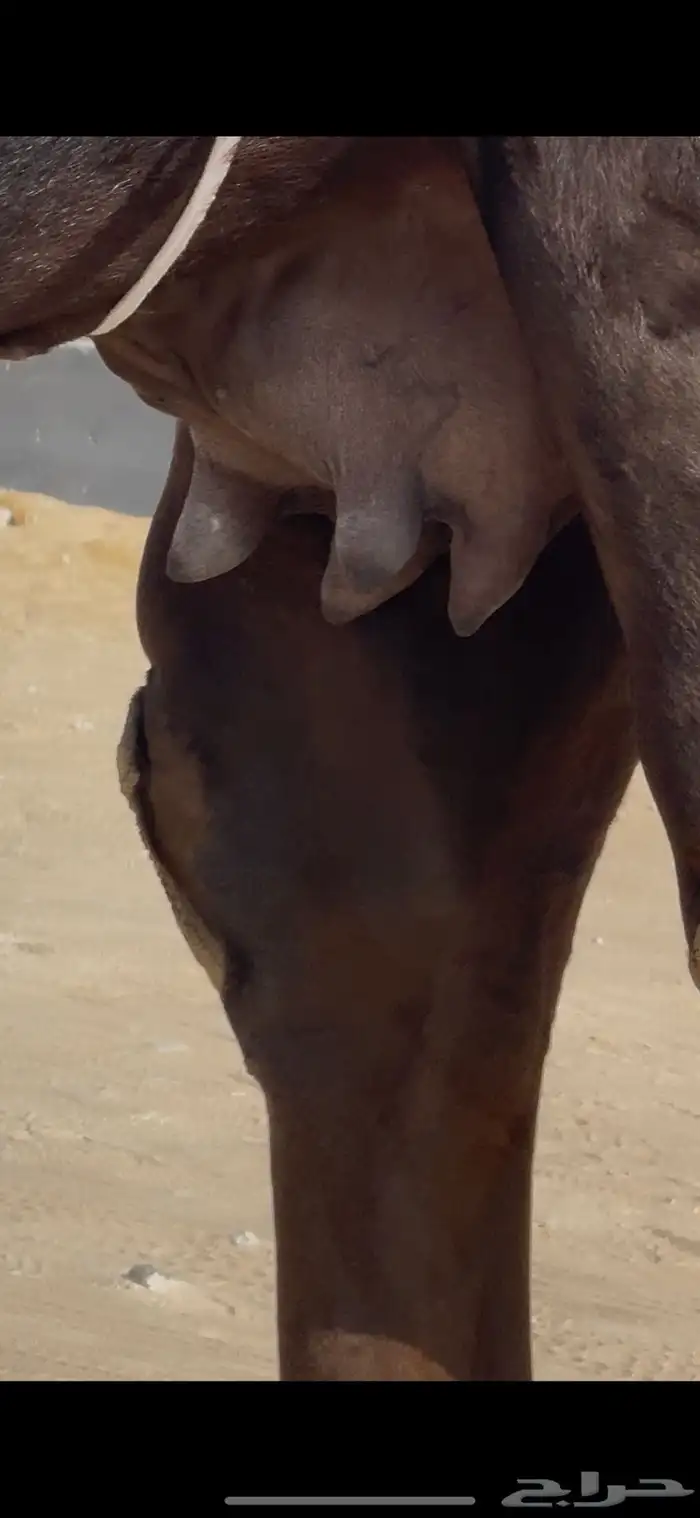 للبيع العشرا سليمه من العذاريب . 2