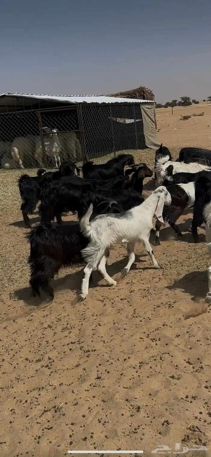 17 جذعه تلقى الفحل 0