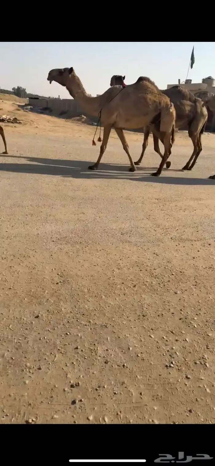 نياق ضرايب 2