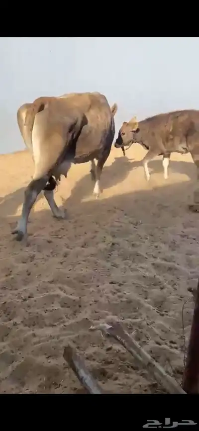 بقرة ألمانية مميزة مع عجلتها للبيع index