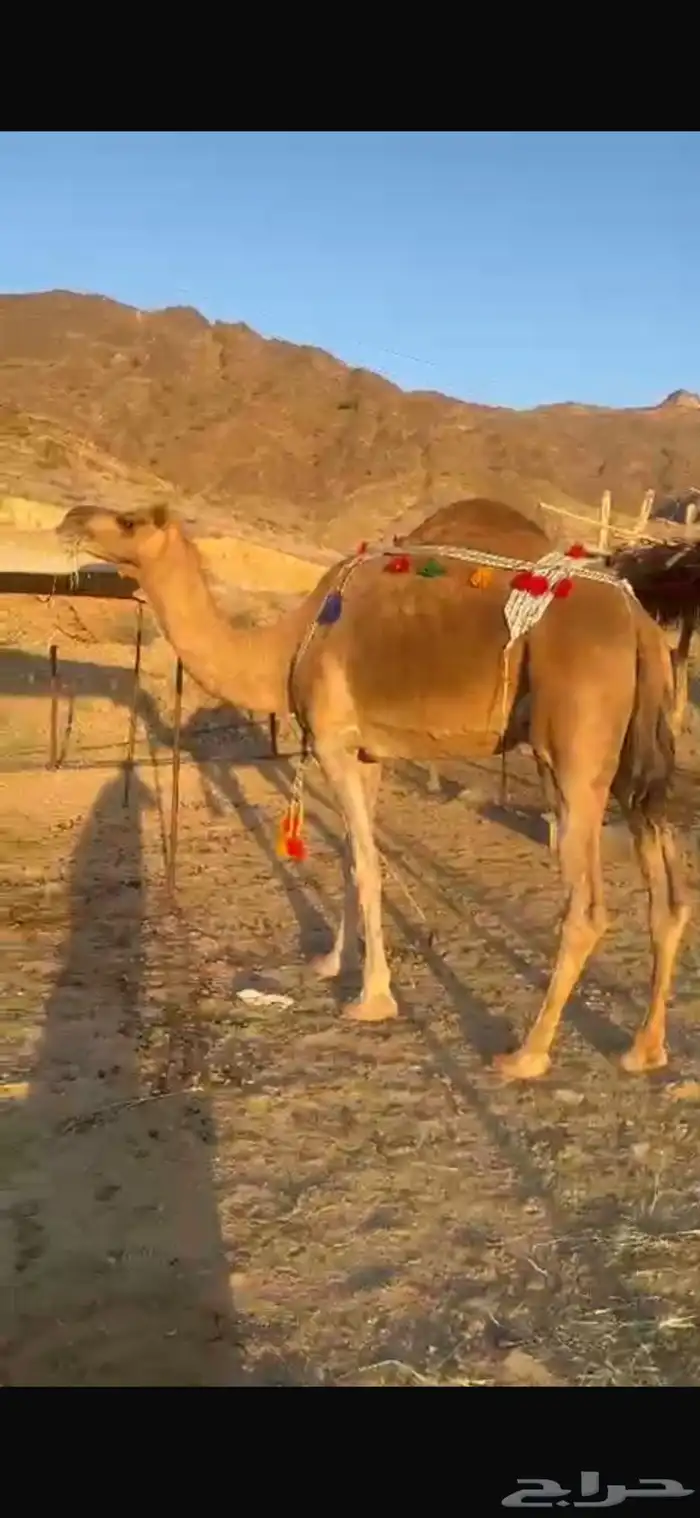 خلفة حمراء 0