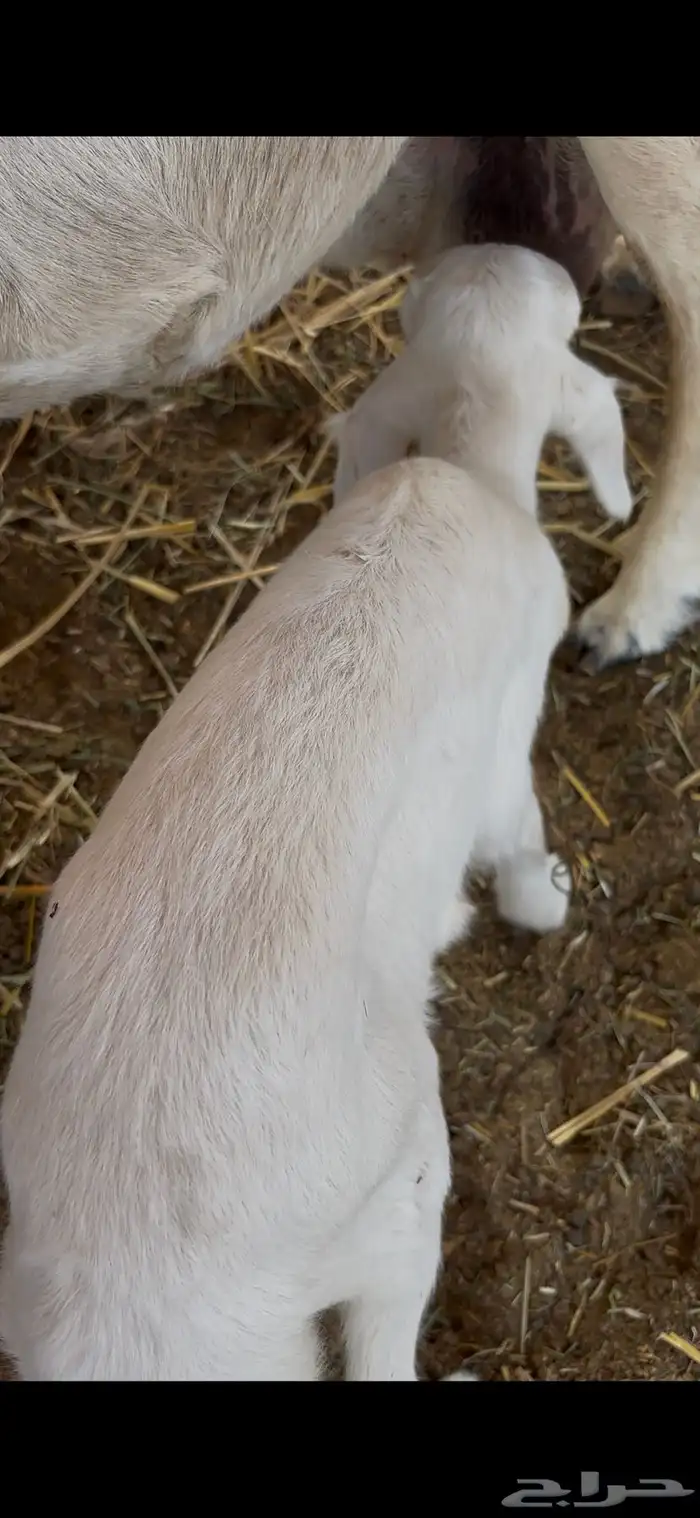 رخل داغوره ترضع من اي شيء 1