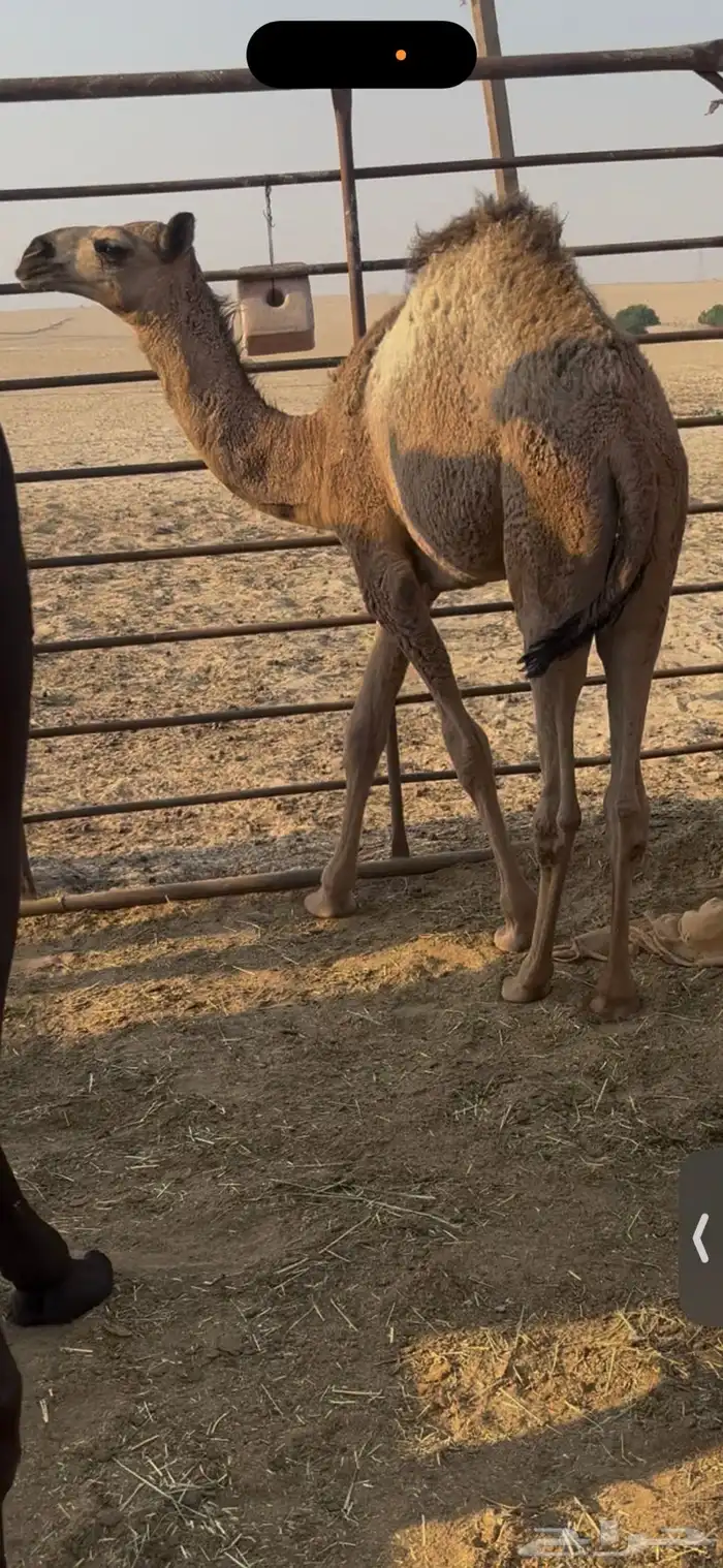 شقحا قصب فل شحم 0