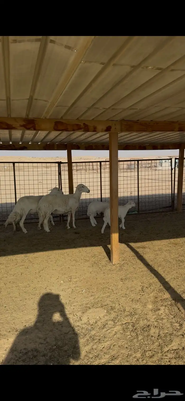 متابيع حريات طيبات العدد 2 4