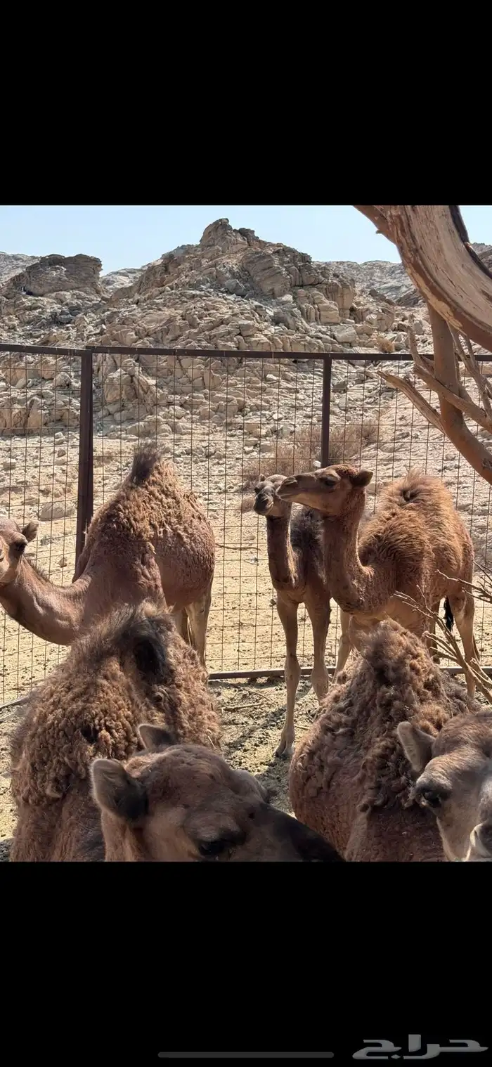 بكار وقعدان 0