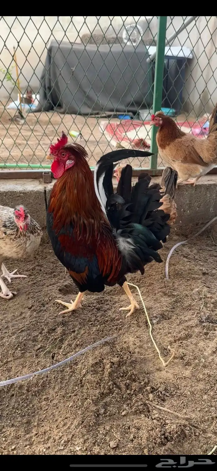 دجاج عربي ترثه دم صافي 2