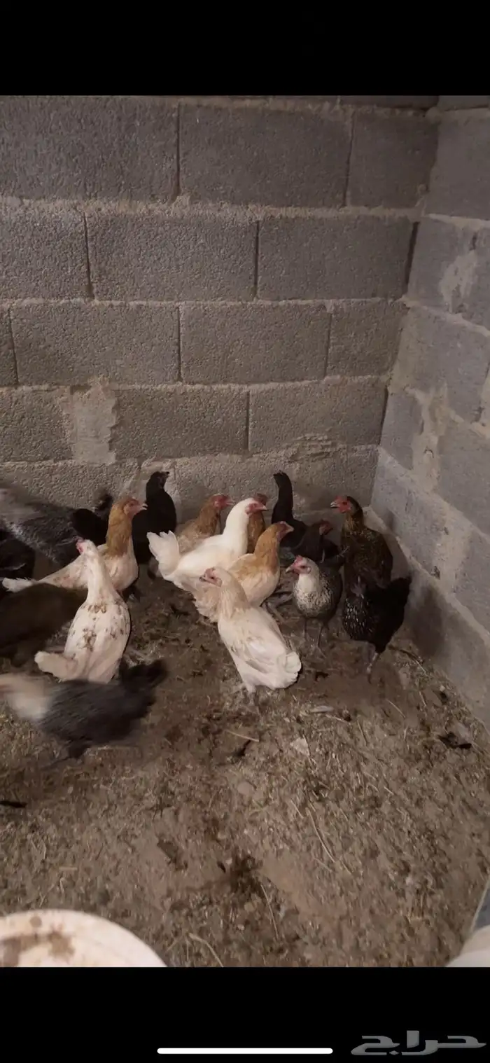 دجاج بلدي بياض 0