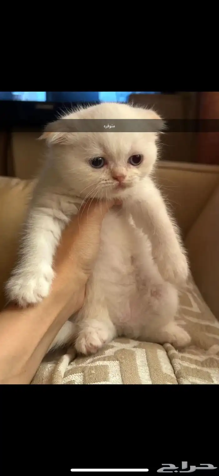 قطط كيتن سكوتش يوجد ذكور للتزاوج 11