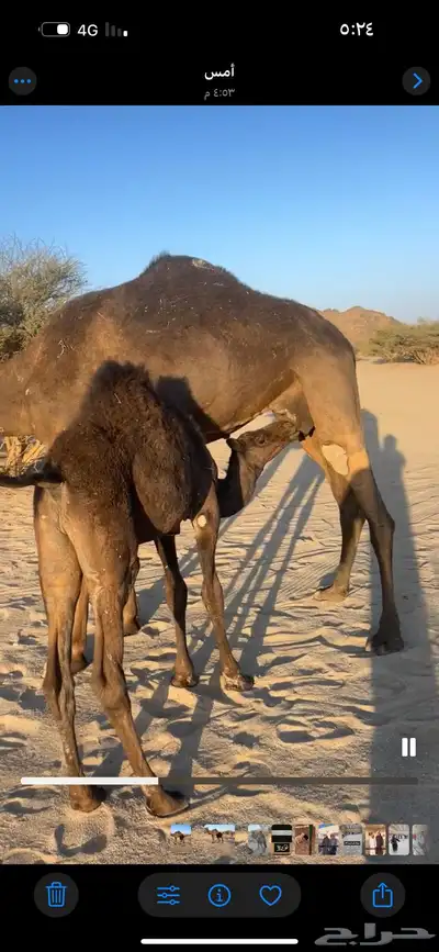 قعودين فل للبيع جمله index