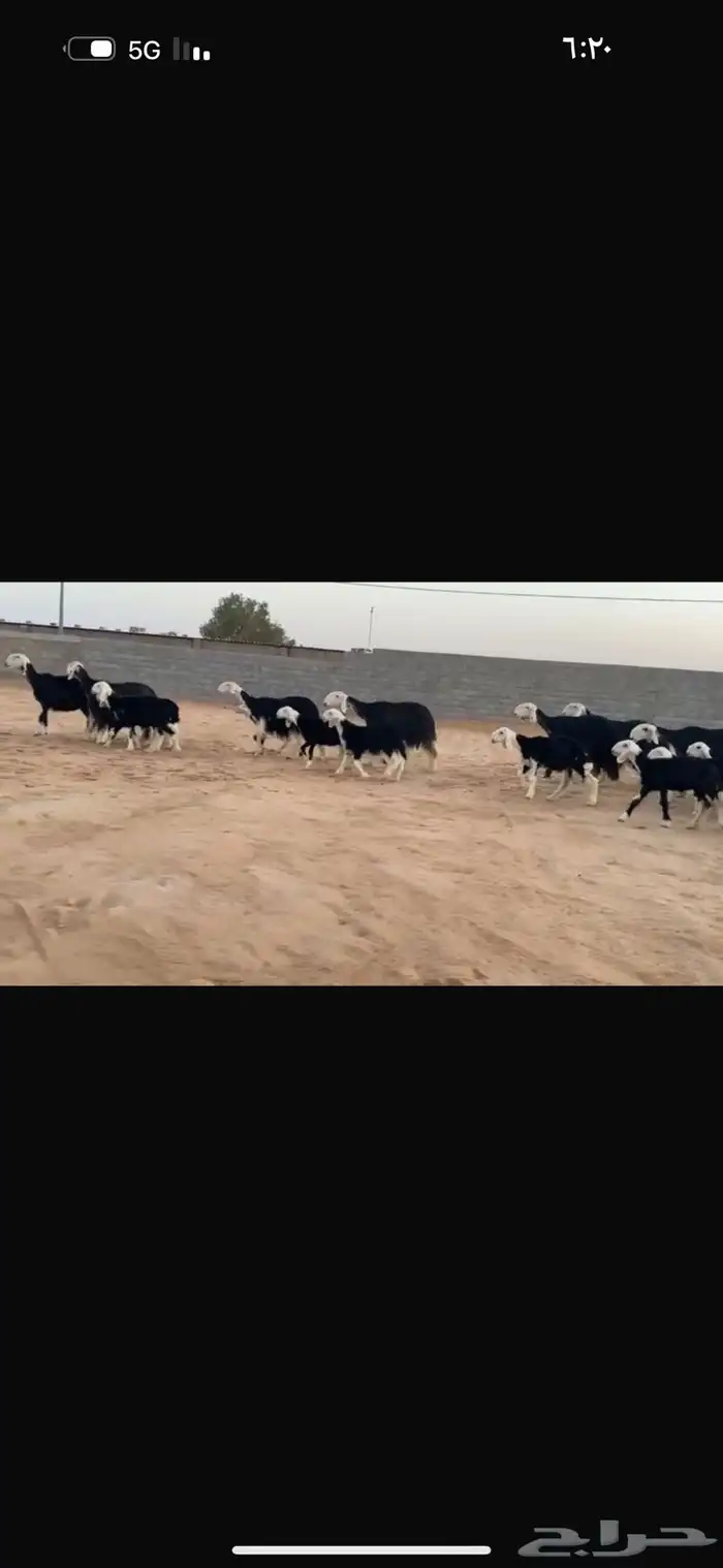 عرض نجد مواليد 3