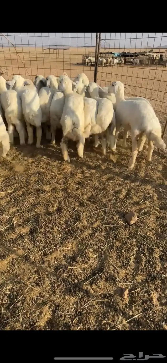 رخال مراح من مراح طيب 5