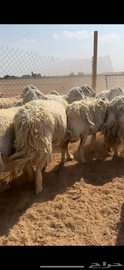 غنم حريات حرش دفيع وضريع index