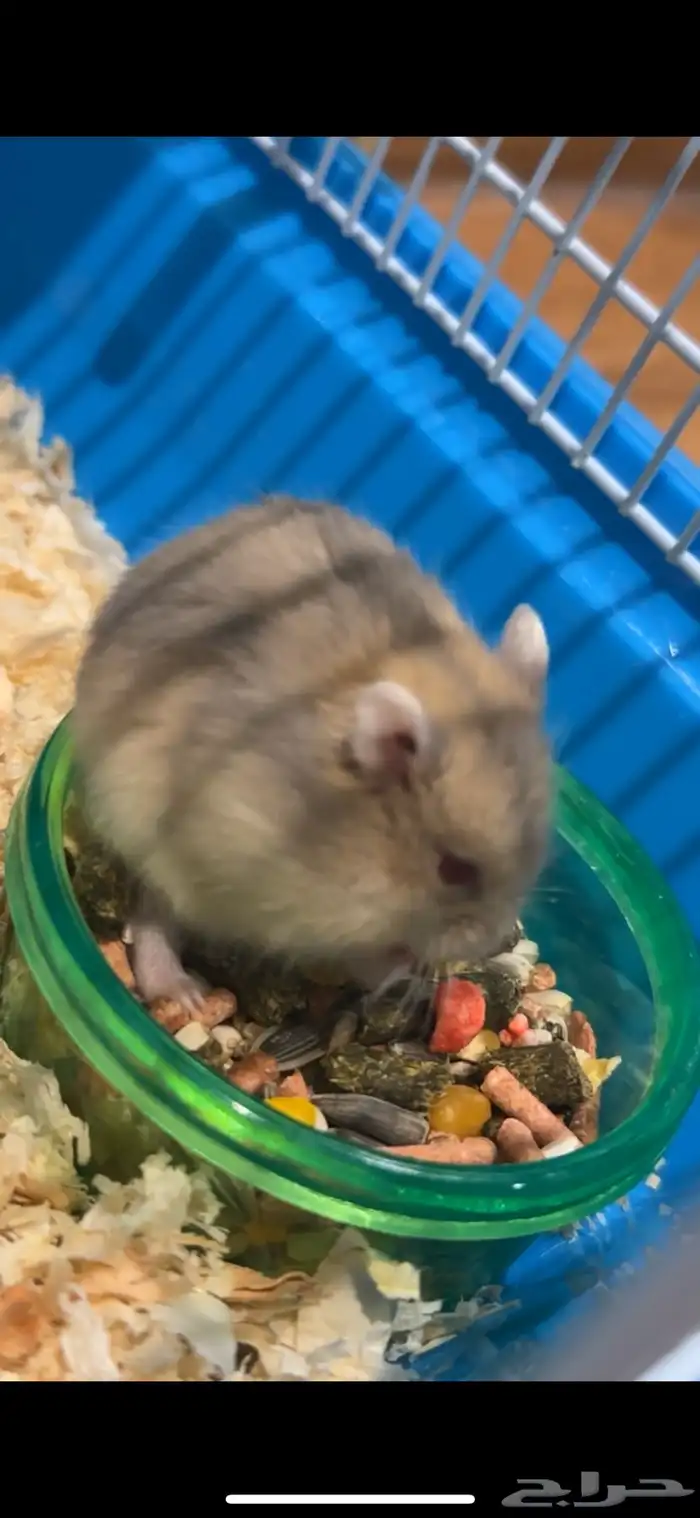 زوج هامستر روسي ونتر وايت منتج 0
