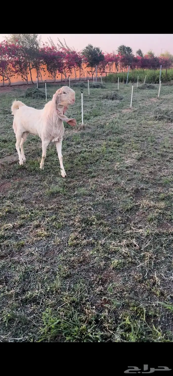 تيس هولندي 1