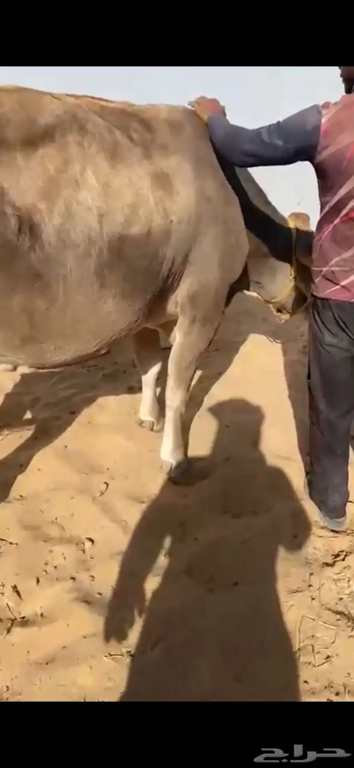 بقرة ألمانية مميزة مع عجلتها للبيع 5