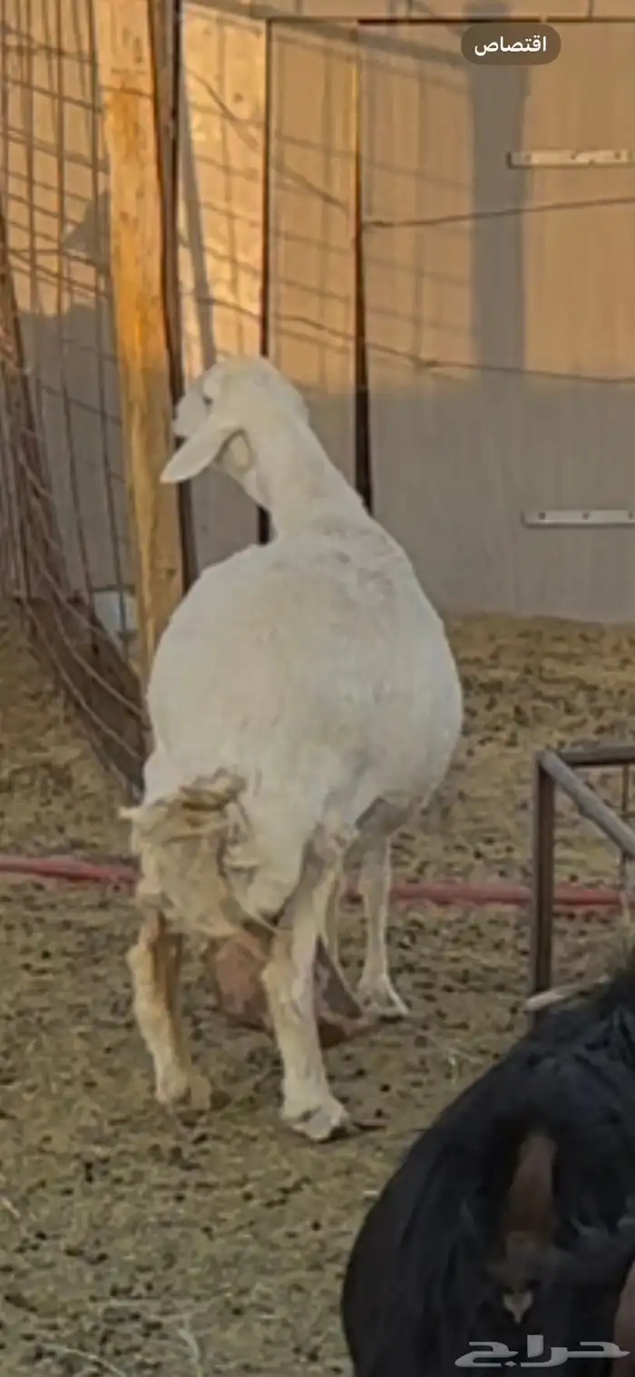 للبيع ست معزا وحبصية مضاريع 3