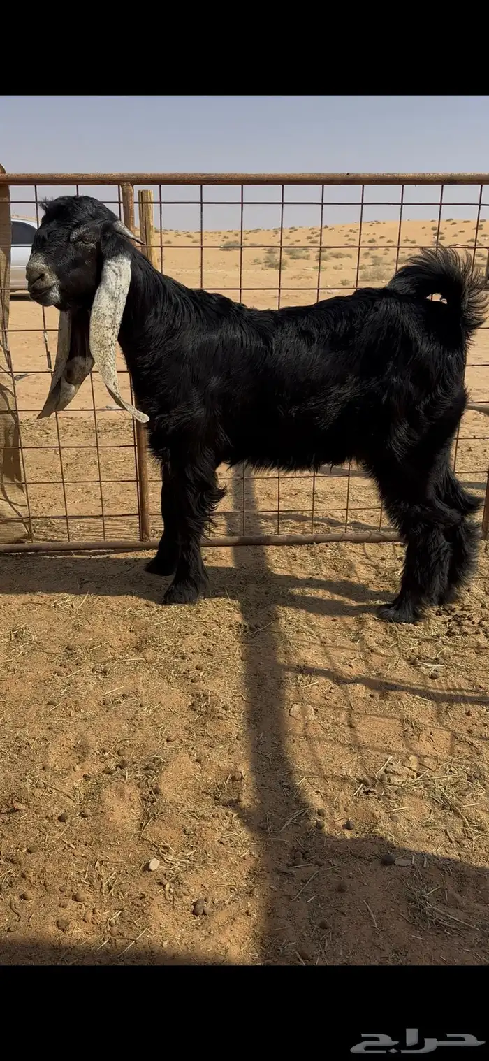 مشروع فحل عارضي تم البيع 0