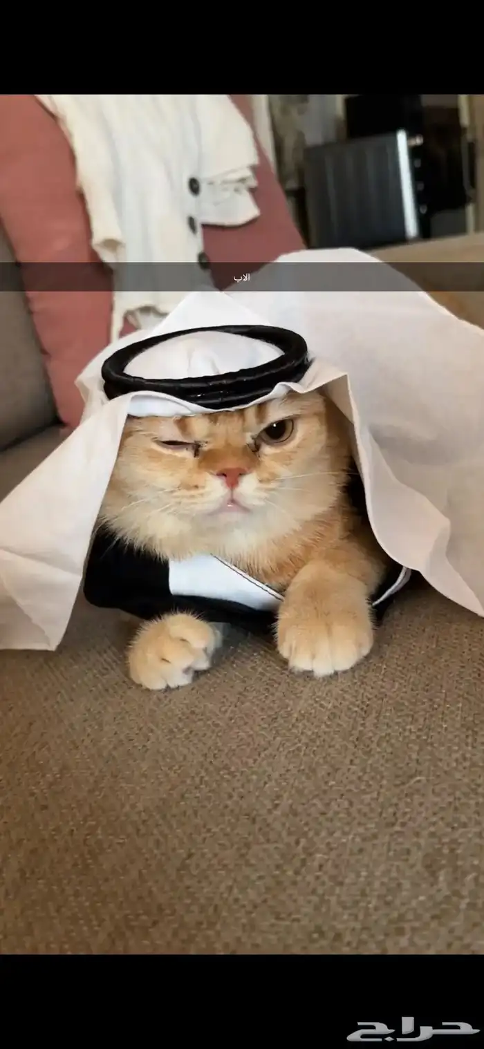 قطط كيتن سكوتش يوجد ذكور للتزاوج 4