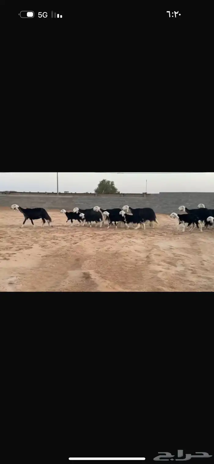 عرض نجد مواليد 0