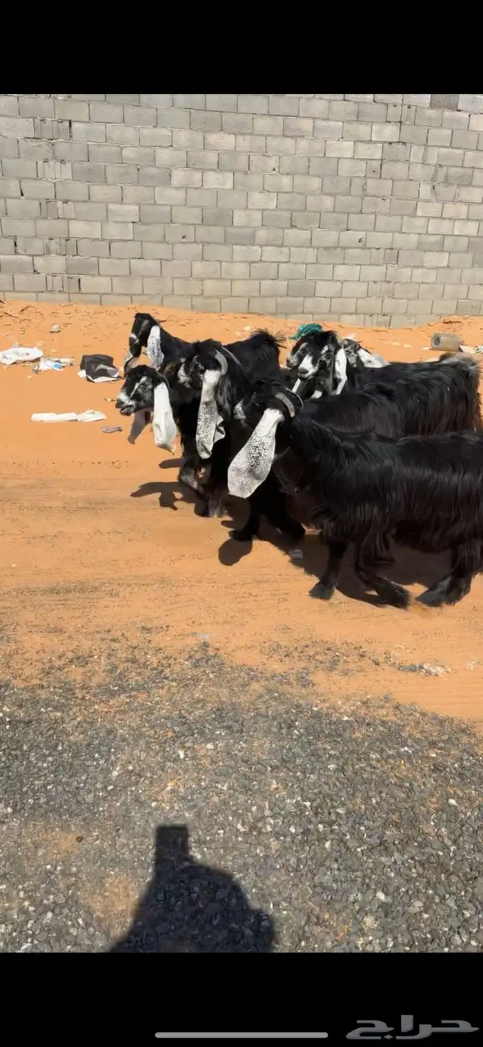 جفار عوارض صنف 1