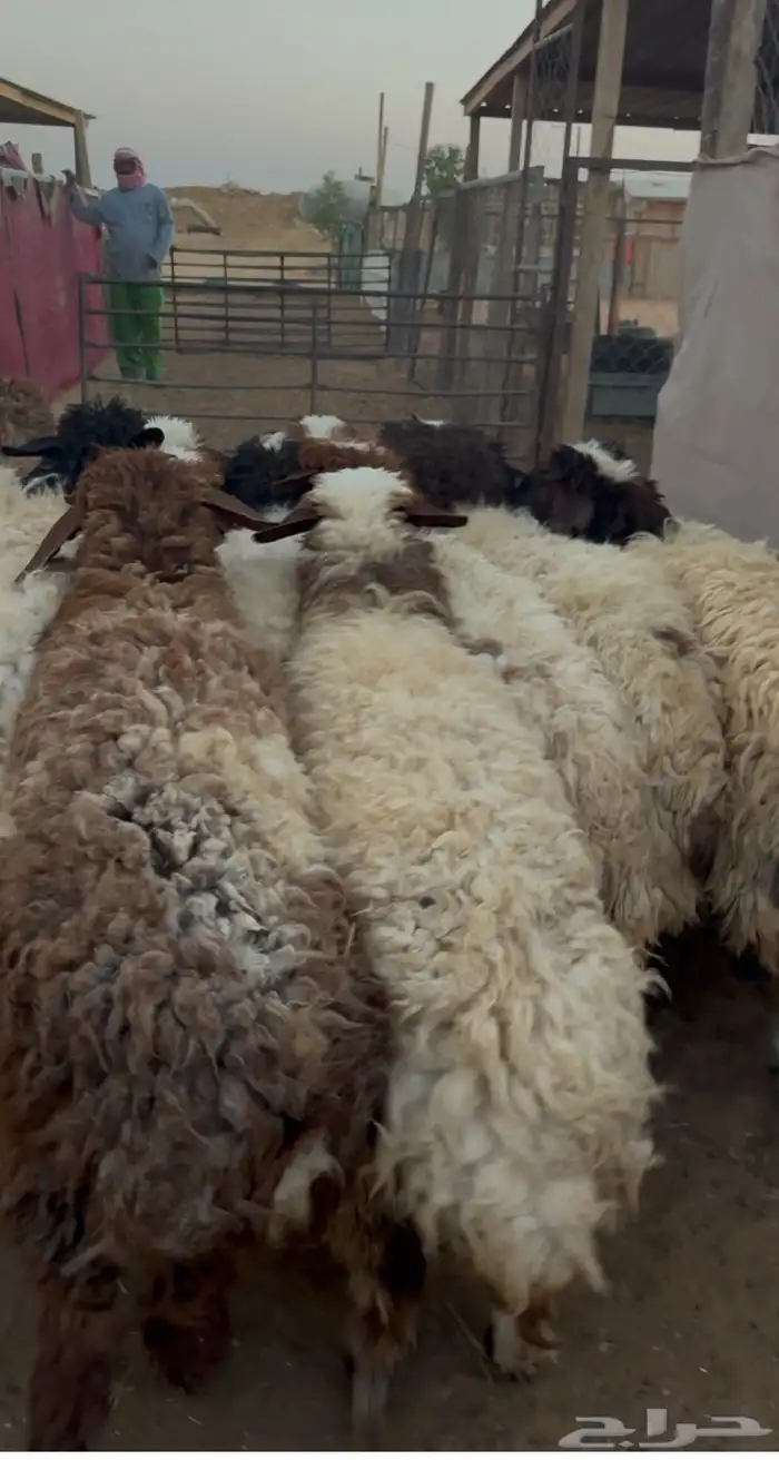 جذعات نعيمي جبرفل شحم واطرف تمايم 0