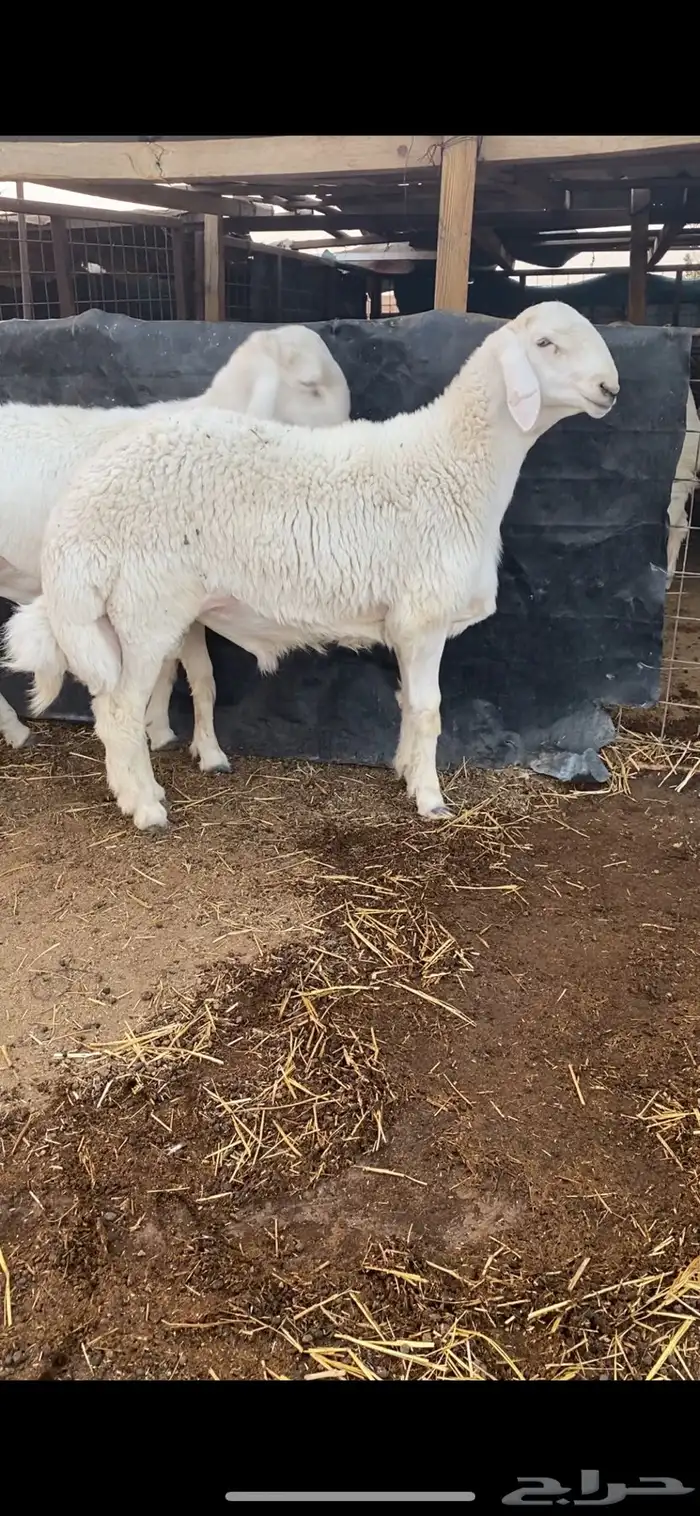 طلي حري صنف وبره قطنيه ارتفاع فاخر 0