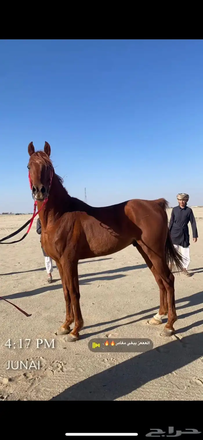 حصان بطل 12
