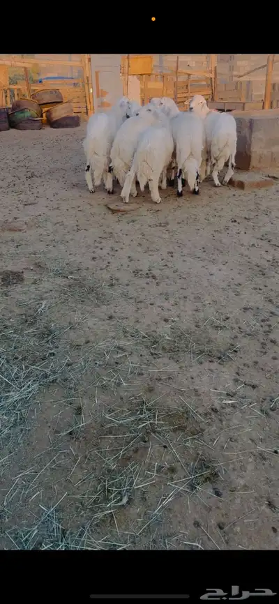 طليان جذعان للمناسبات index