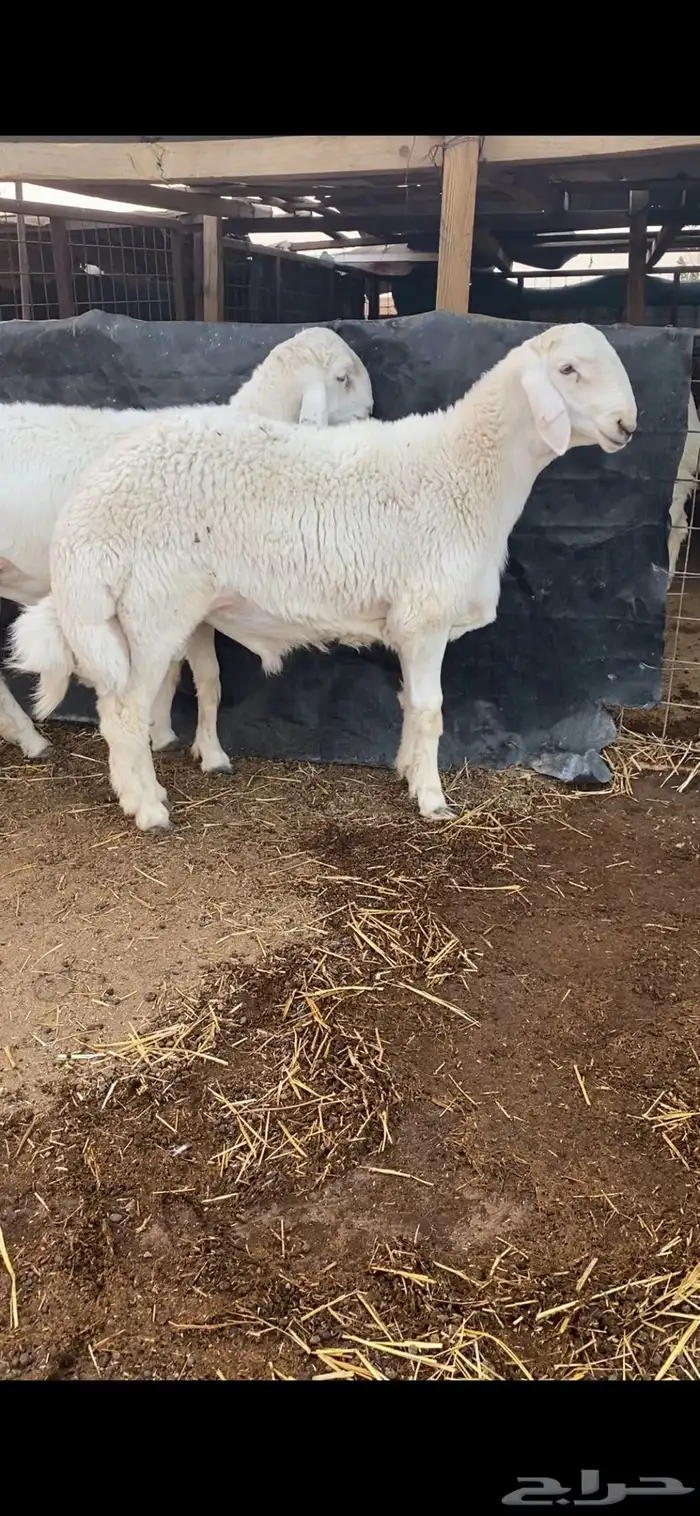 طلي حري صنف وبره قطنيه ارتفاع فاخر 1