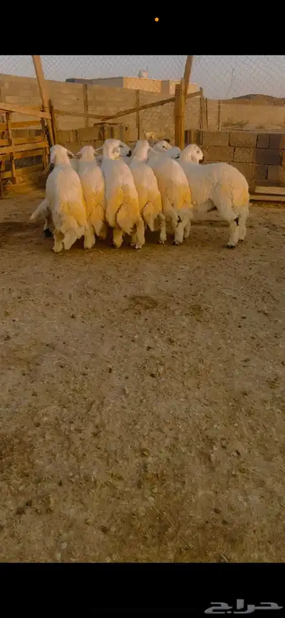 طليان جذعان للمناسبات index