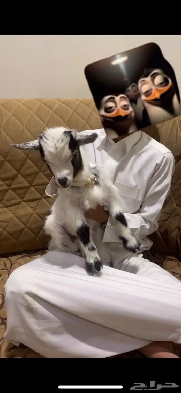 تيس قزم العمر شهر و 15 يوم لعوبب جدا و يحب الاطفال 1