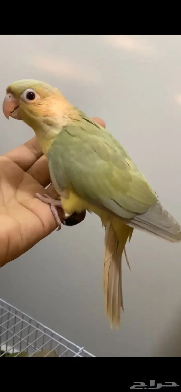 فرخ كنيور منت نعناع 0