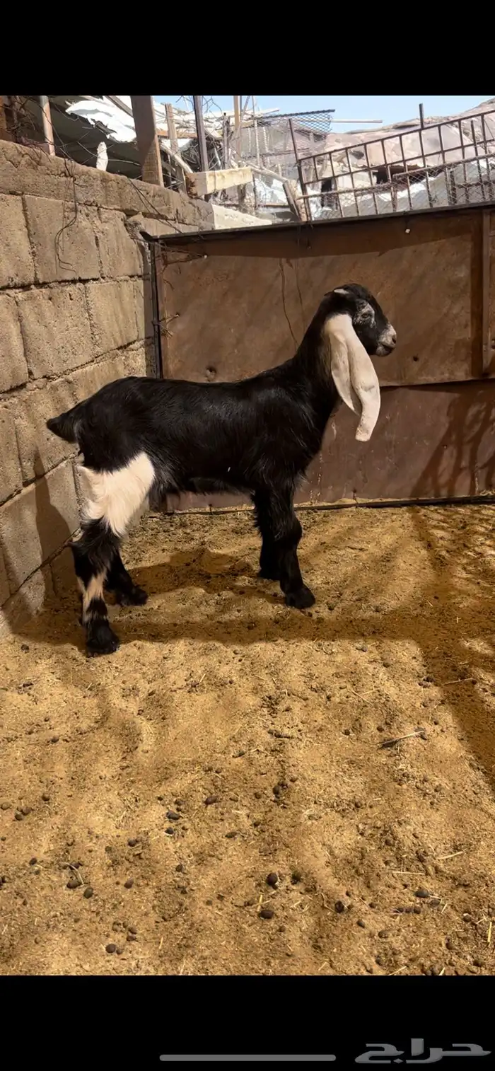 تيس عارضي فحل 3