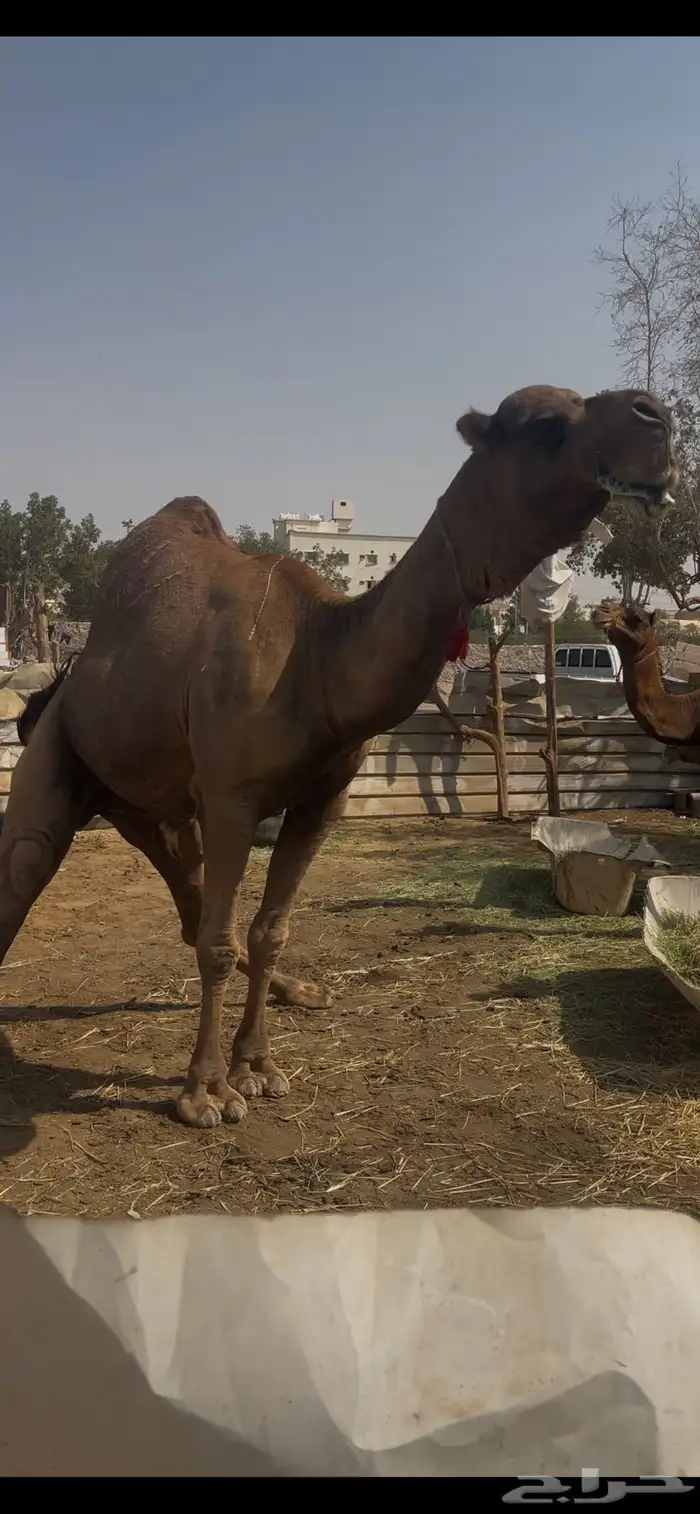 بعير احمر ساحلي فاخر مشروط 0