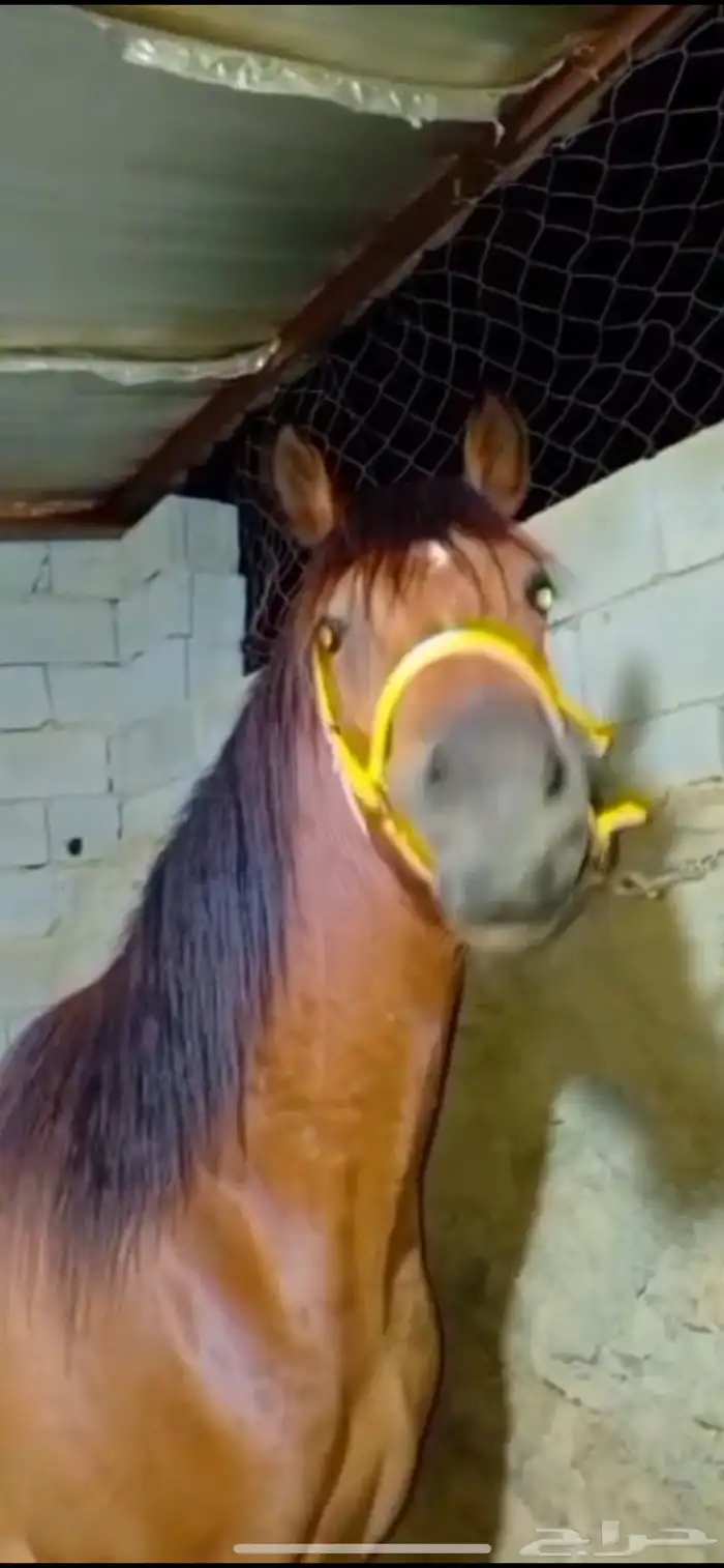 حصان شعبي فاخر 4