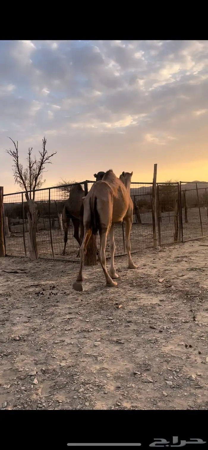 بكره طيبه مزيونه 1