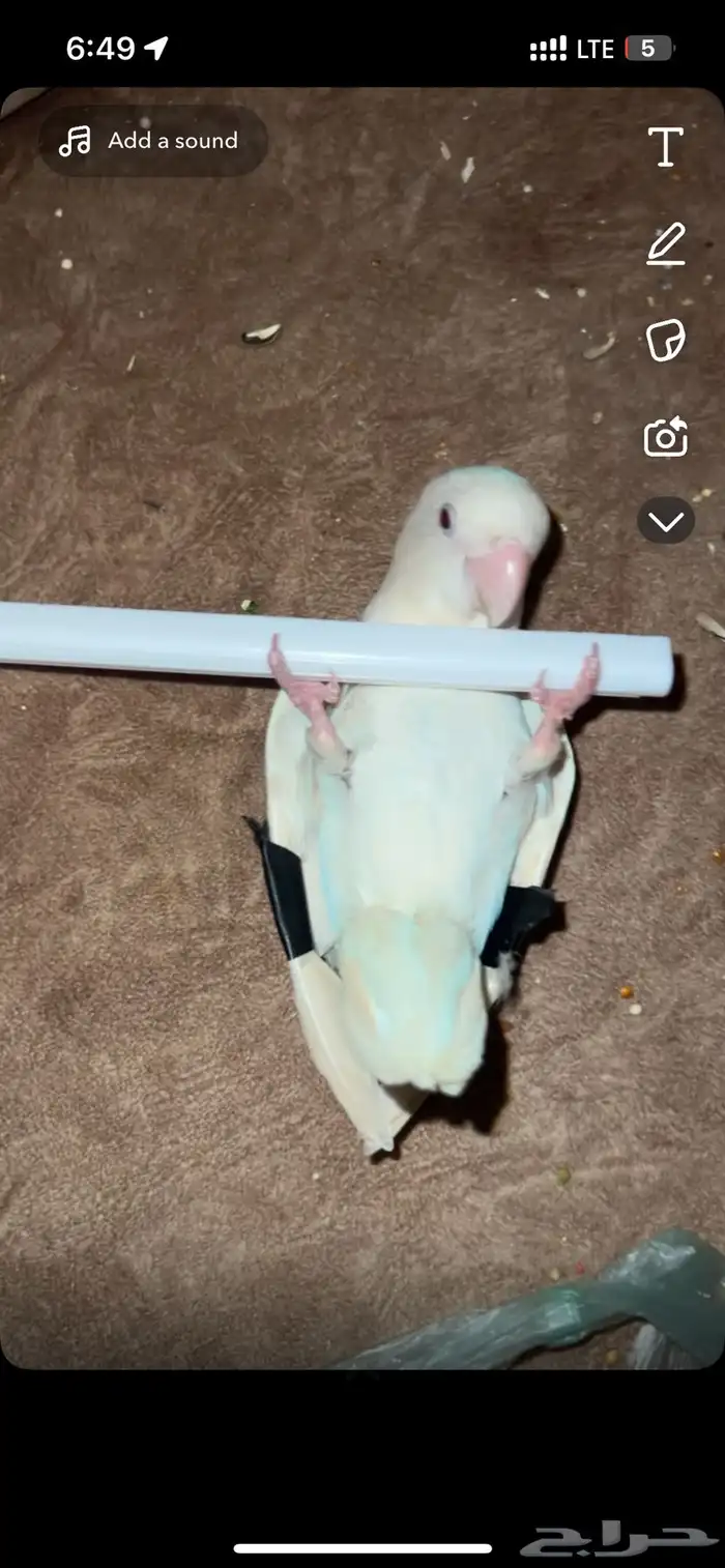 طير روز ذكر البينو عيون حمراء 2