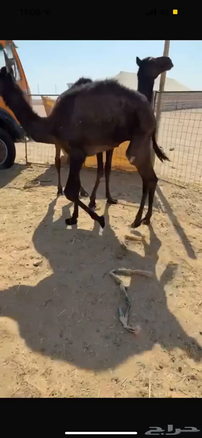 قعدان مجاهيم طيبه 1